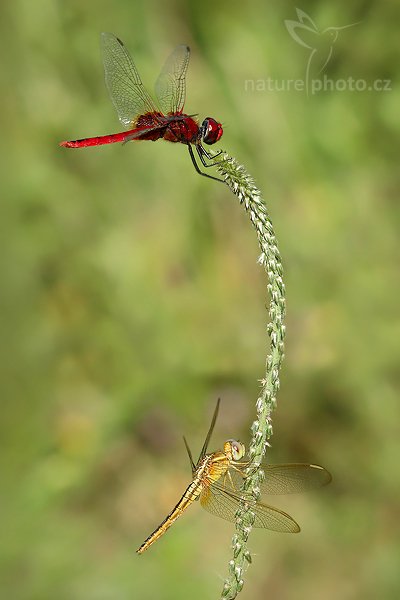 Oriental Scarlet (Crocothemis servilia servilia), Oriental Scarlet (Crocothemis servilia servilia), Autor: Ondřej Prosický | NaturePhoto.cz, Model: Canon EOS-1D Mark III, Objektiv: Canon EF 100mm f/2.8 Macro USM, Ohnisková vzdálenost (EQ35mm): 130 mm, fotografováno z ruky, Clona: 7.1, Doba expozice: 1/1000 s, ISO: 320, Kompenzace expozice: -1/3, Blesk: Ne, Vytvořeno: 29. listopadu 2007 8:41:29, Tissamaharama (Sri Lanka)